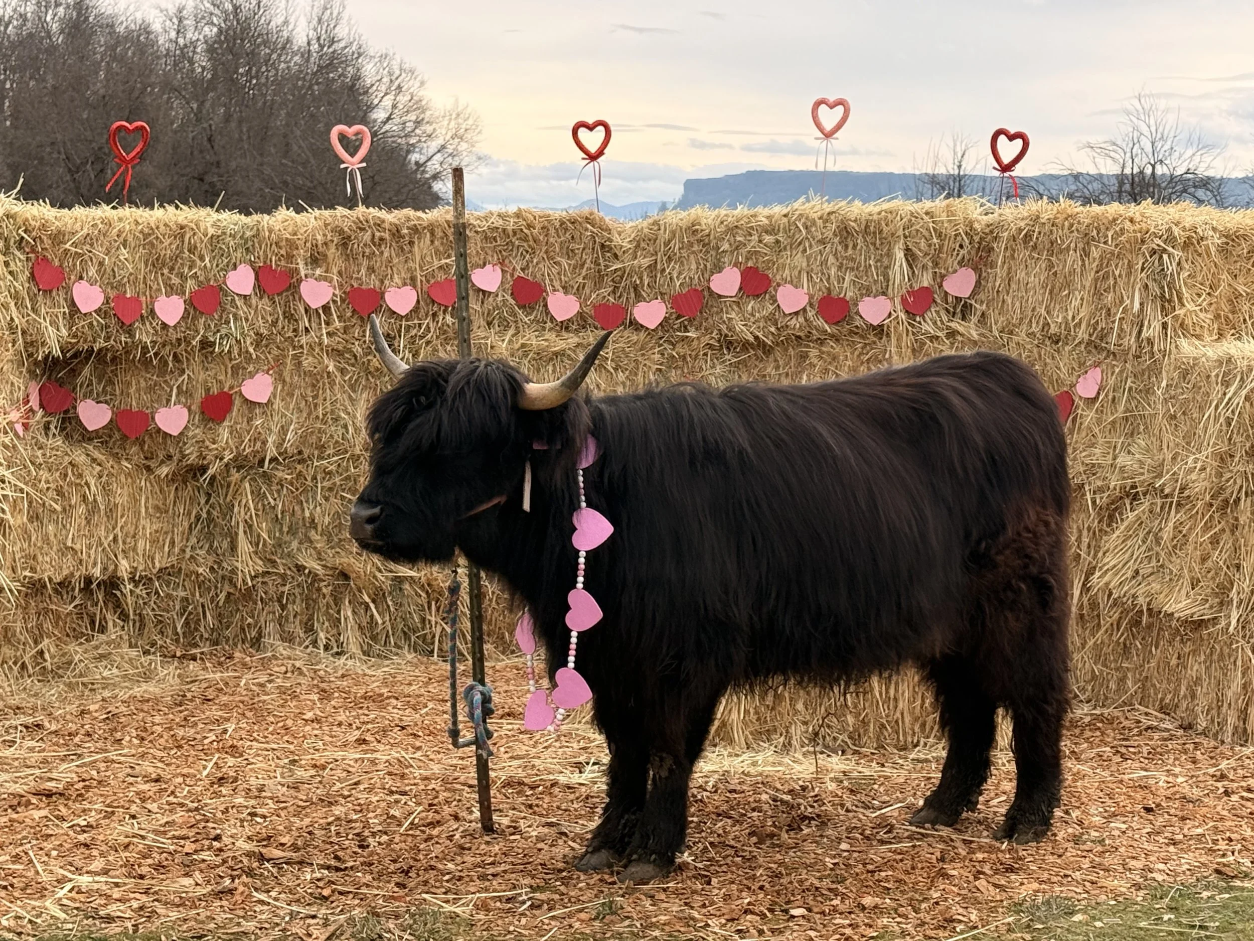 A black Highland cow decorated with pink heart-shaped paper garlands around its neck, standing on straw in front of a haystack decorated with paper hearts and heart-shaped balloons, outdoors during cloudy weather.