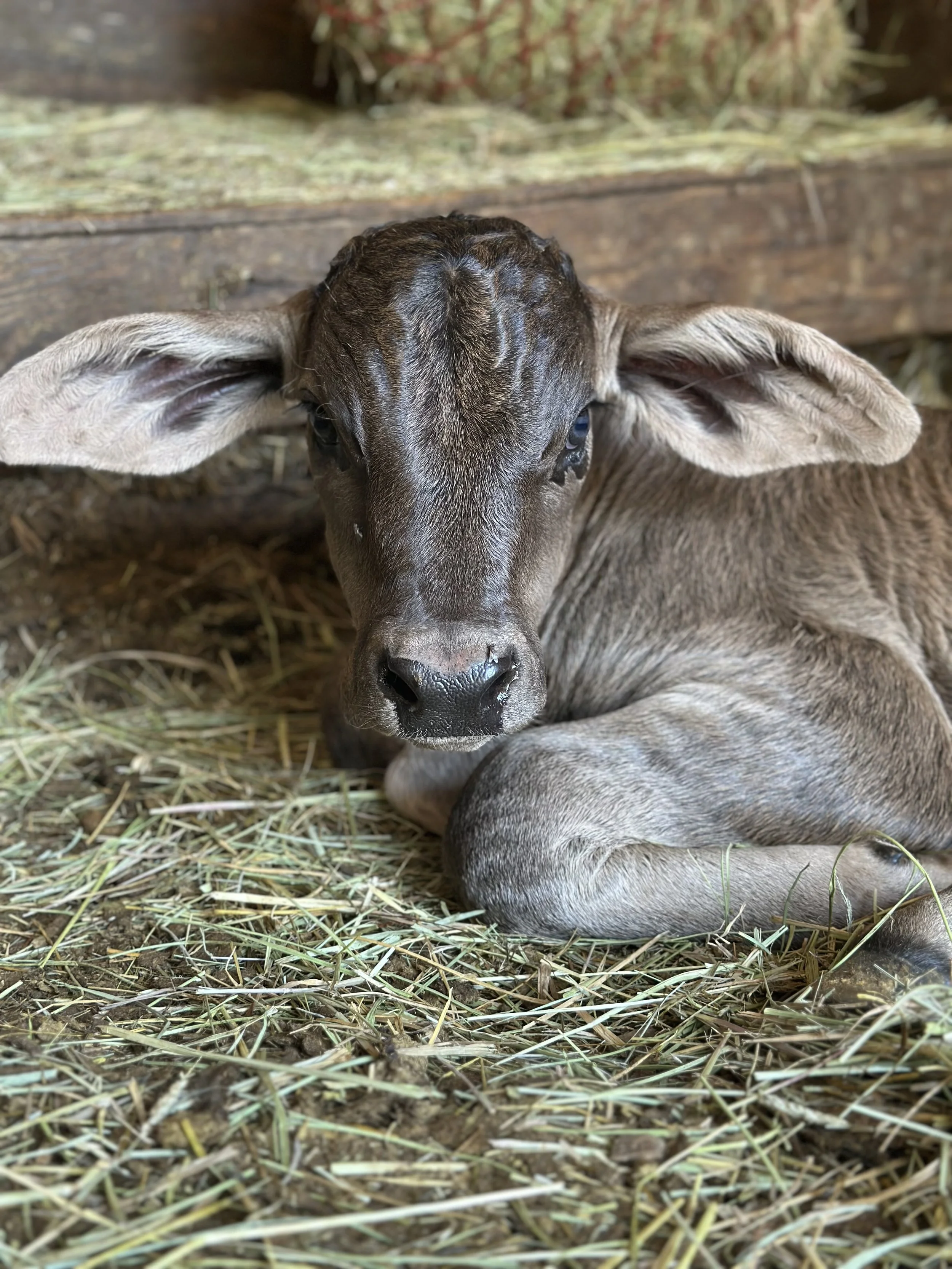 A young calf resting on hay in a barn.