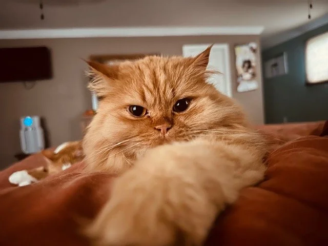 Orange Persian cat with his paw in front of him