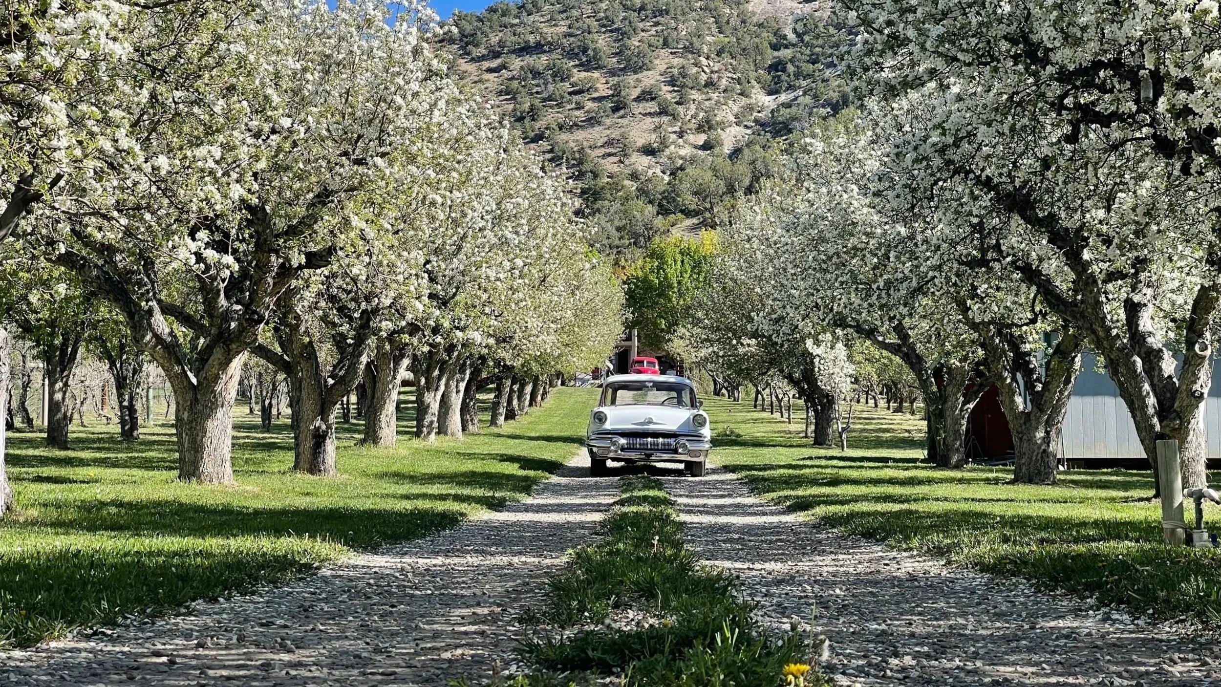 A gravel driveway running through an orchard of blossoming trees with a vintage white car parked in the center, and a red vehicle partially visible in the background.