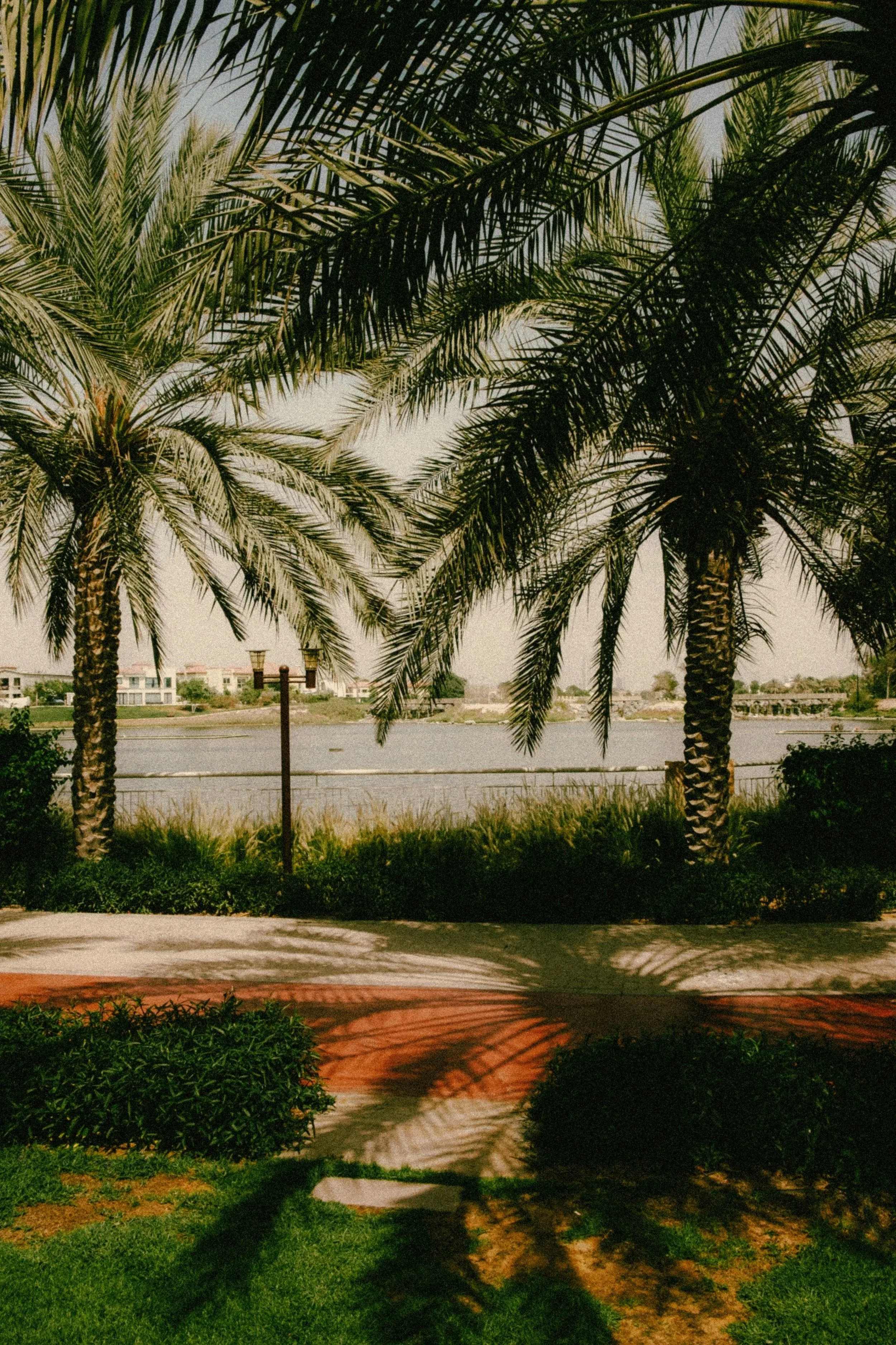 A walkway next a lake with palm trees overlooking it.