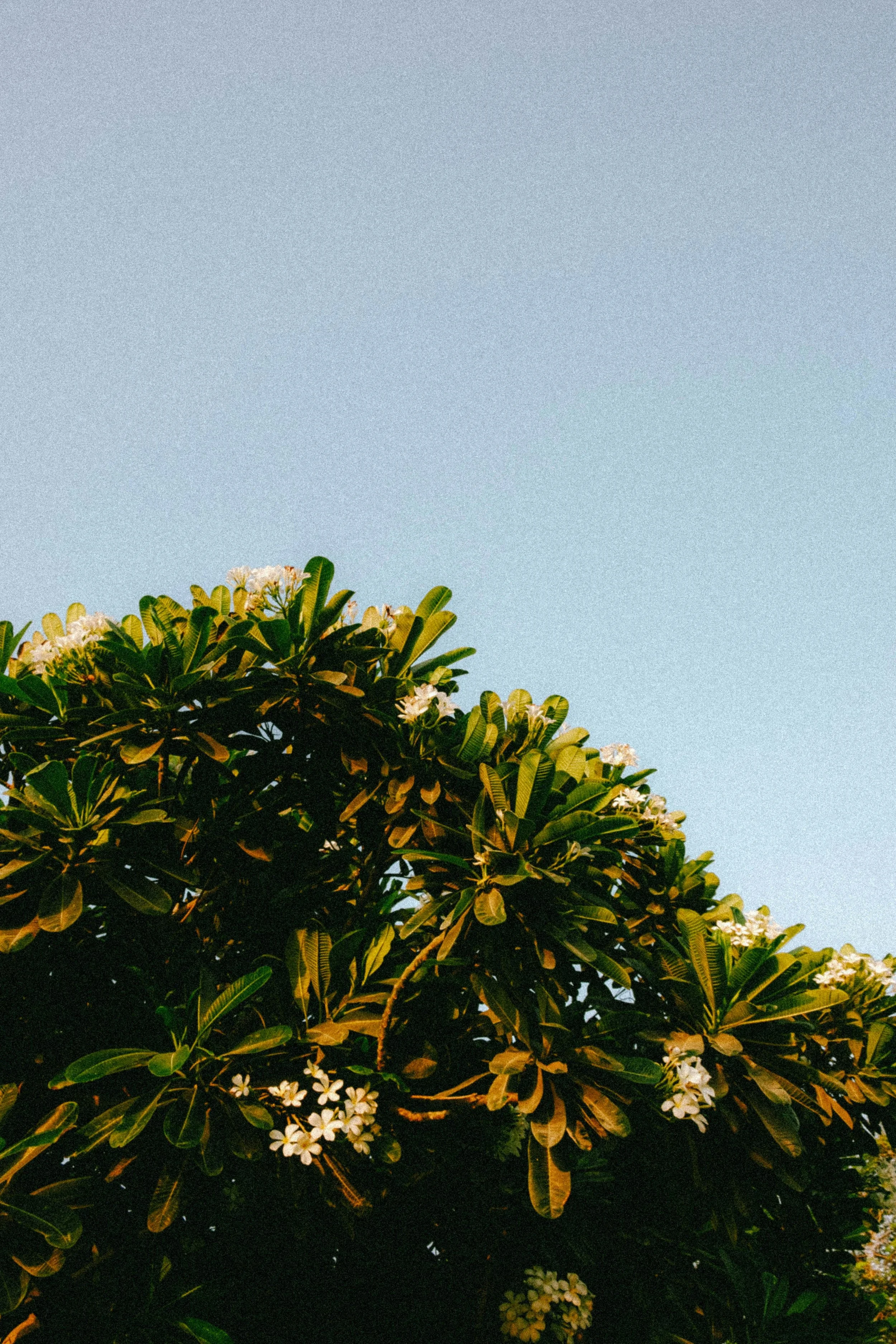 A flower tree with green leaves, under a clear blue sky.
