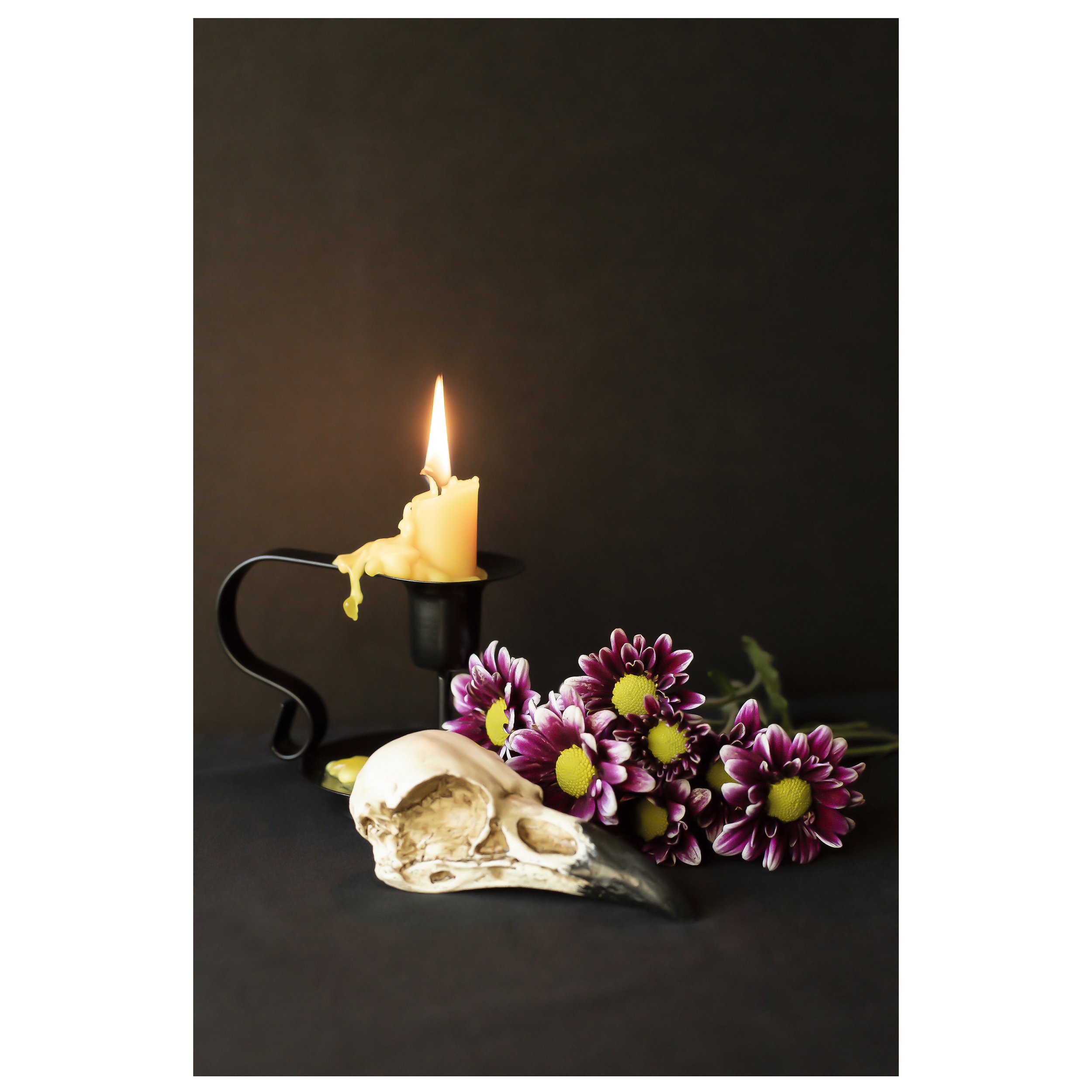 Raven Skull With Purple Daisies Fine Art Print