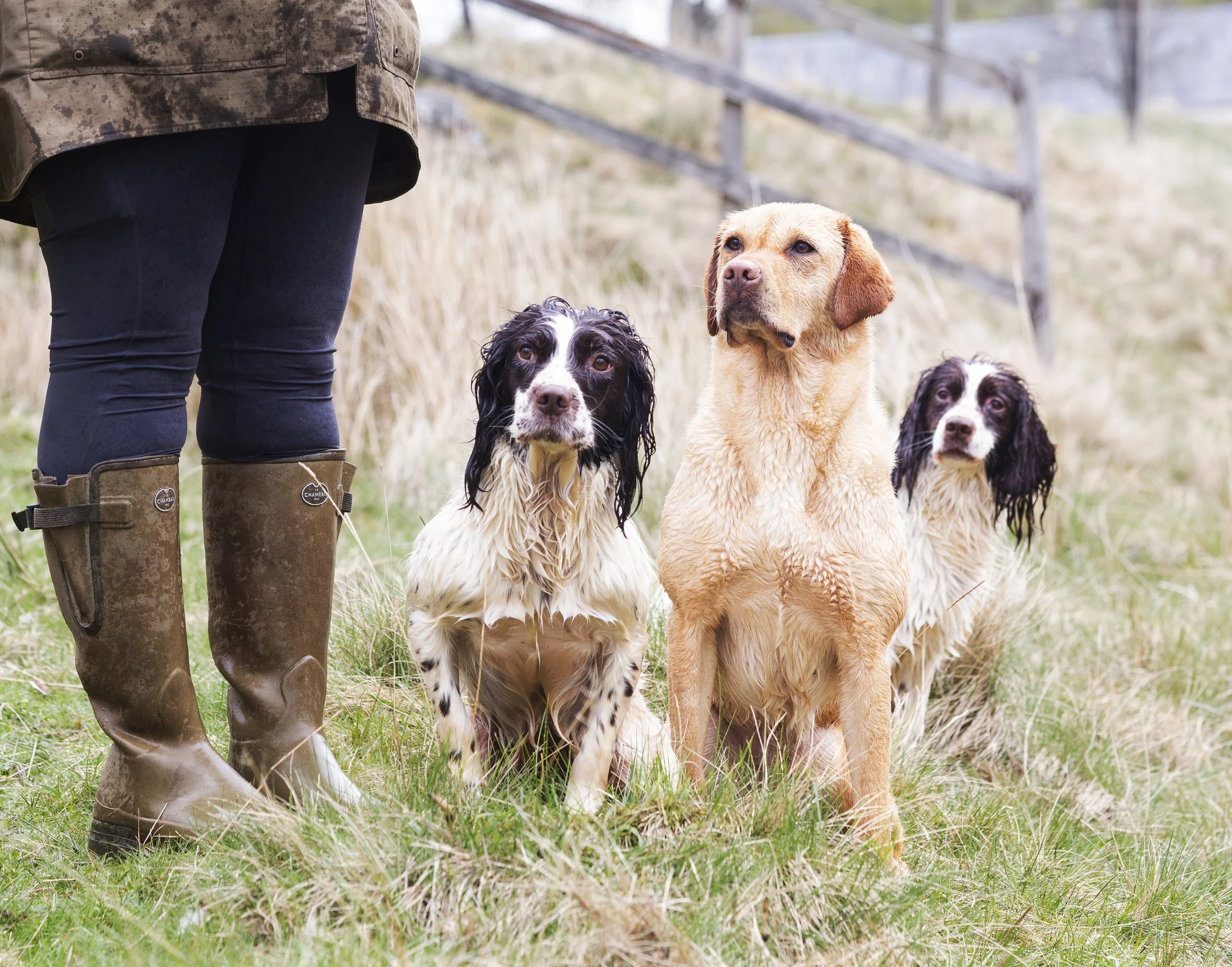 Two Springer Spaniels and a Golden Retriever sit on the grass after having been in the river. The dogs are all wet. Their person is standing beside them, but you can only see her legs. 