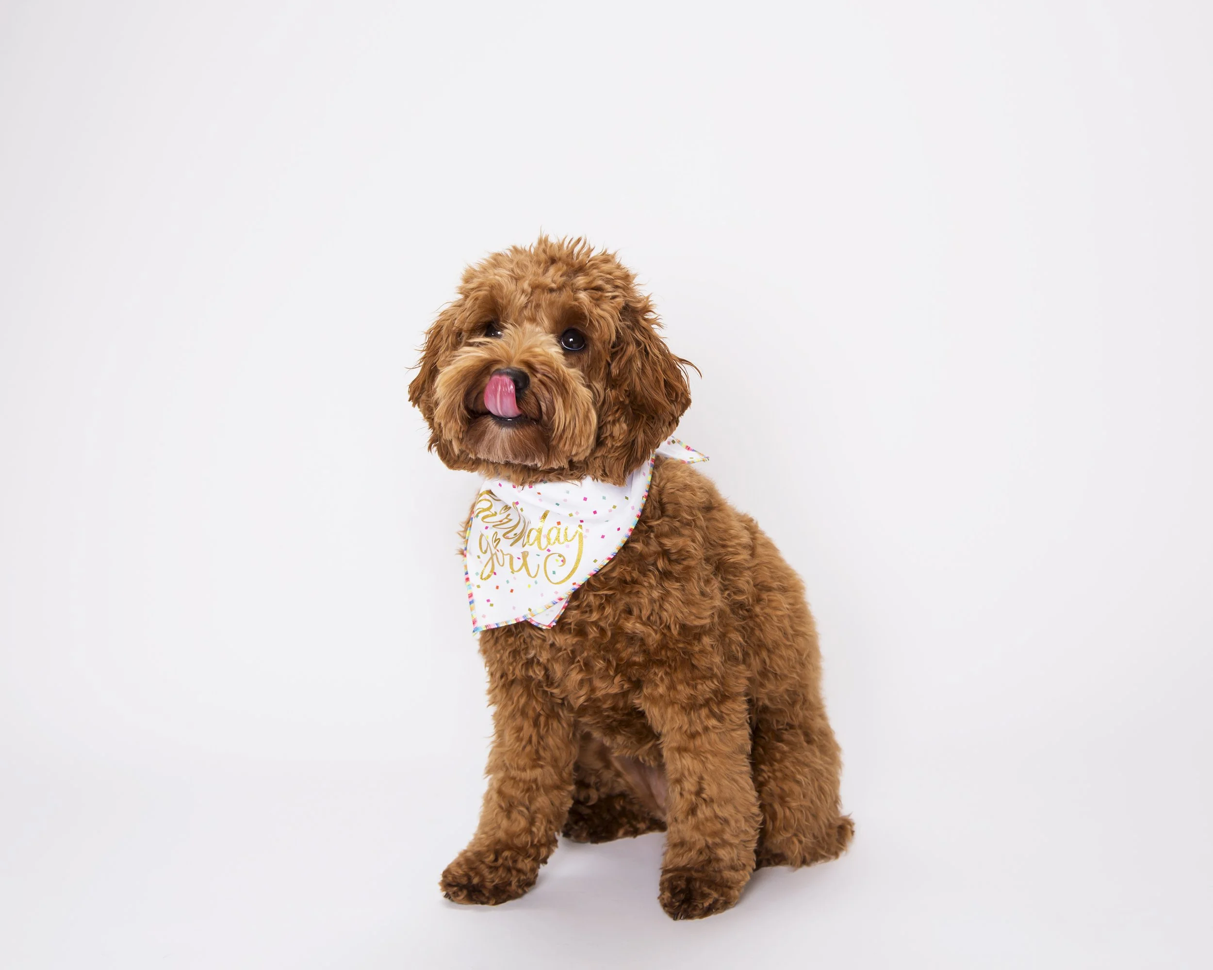 A Golden Doodle Puppy wearing a bandana that says "birthday girl" licks her nose.