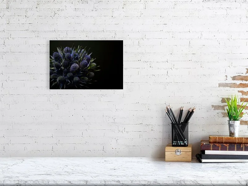 Fine art photograph of Amethyst Blue Sea Holly Flowers Against a Black Background lit and shadowed home decor for sale art gifts.