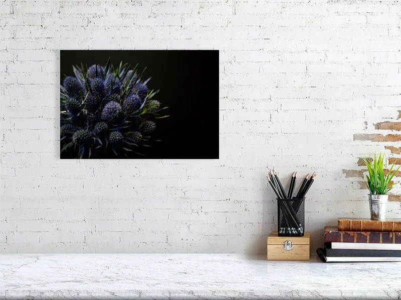 Fine art photograph of Amethyst Blue Sea Holly Flowers Against a Black Background lit and shadowed home decor for sale art gifts.
