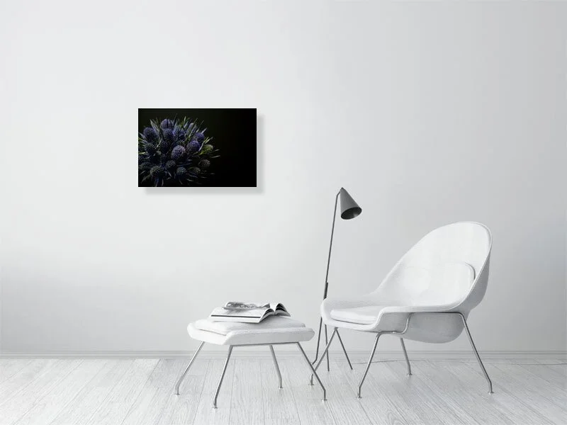 Fine art photograph of Amethyst Blue Sea Holly Flowers Against a Black Background lit and shadowed home decor for sale art gifts.
