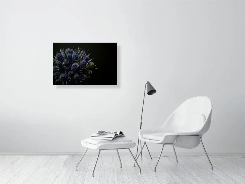 Fine art photograph of Amethyst Blue Sea Holly Flowers Against a Black Background lit and shadowed home decor for sale art gifts.