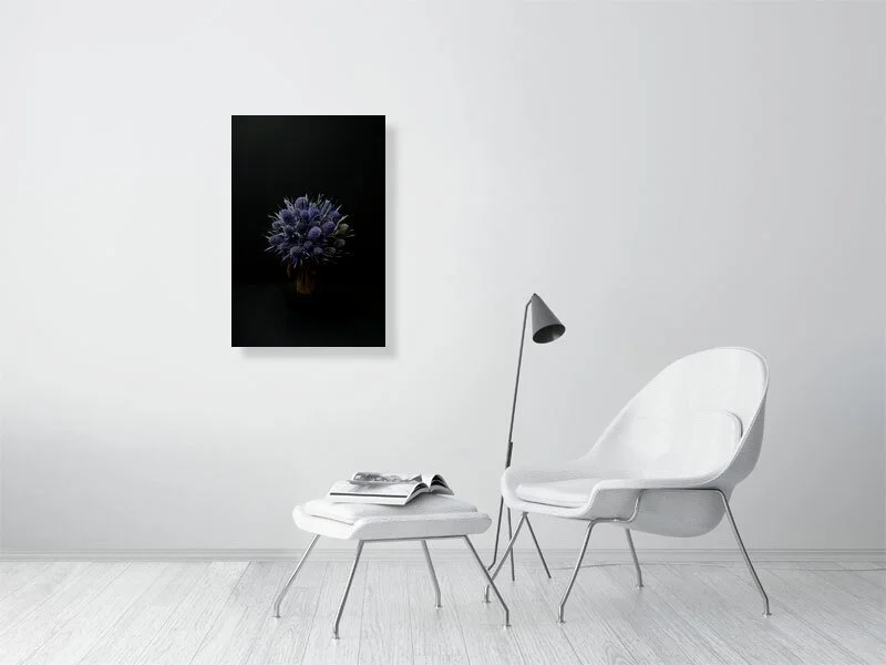 Fine art photograph of Amethyst Blue Sea Holly Flowers Against a Black Background lit and shadowed home decor for sale art gifts.