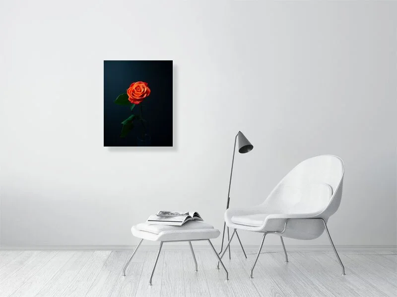 Fine art photograph of a single orange rose on a black background. For sale, art prints, home decor, gifts.