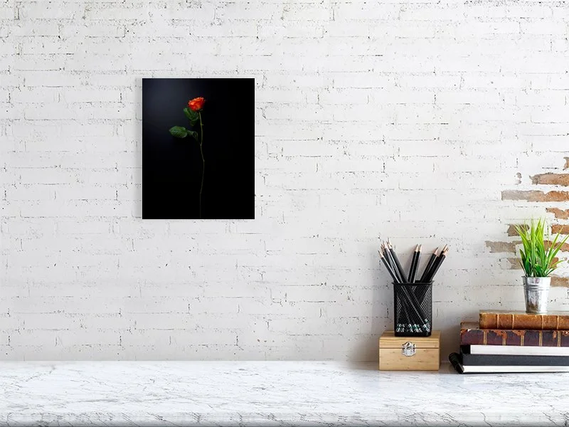Fine art photograph of a single orange rose on a black background. For sale, art prints, home decor, gifts.