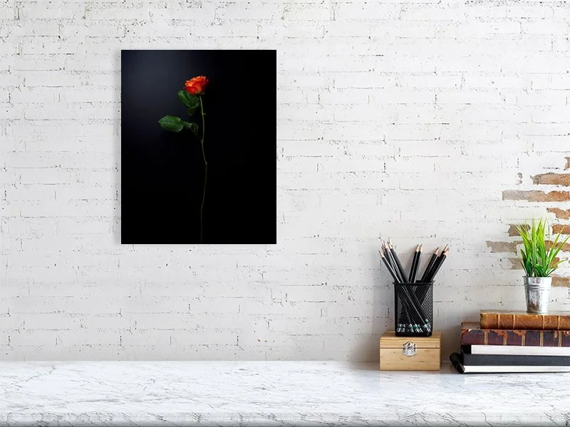 Fine art photograph of a single orange rose on a black background. For sale, art prints, home decor, gifts.