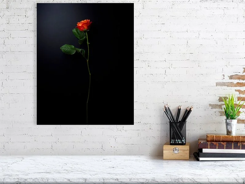 Fine art photograph of a single orange rose on a black background. For sale, art prints, home decor, gifts.
