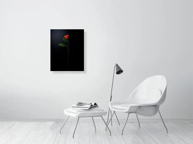 Fine art photograph of a single orange rose on a black background. For sale, art prints, home decor, gifts.