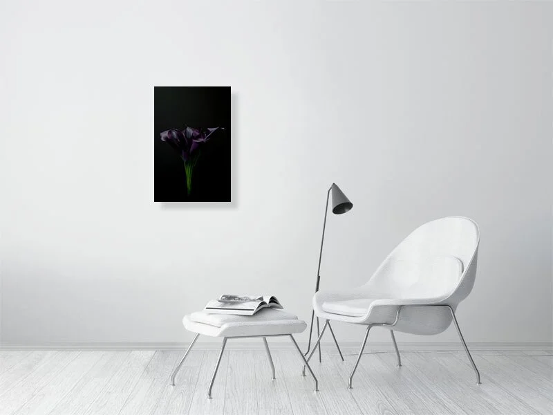 A photograph of a bouquet of Deep Purple Calla Lily Flowers on a Black Background images for sale art prints home decor gifts