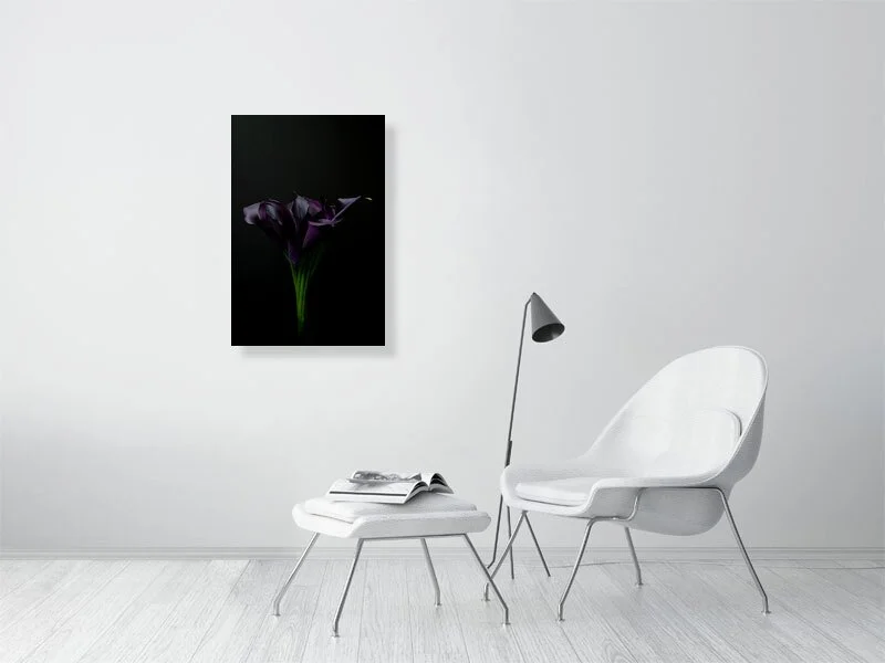 A photograph of a bouquet of Deep Purple Calla Lily Flowers on a Black Background images for sale art prints home decor gifts