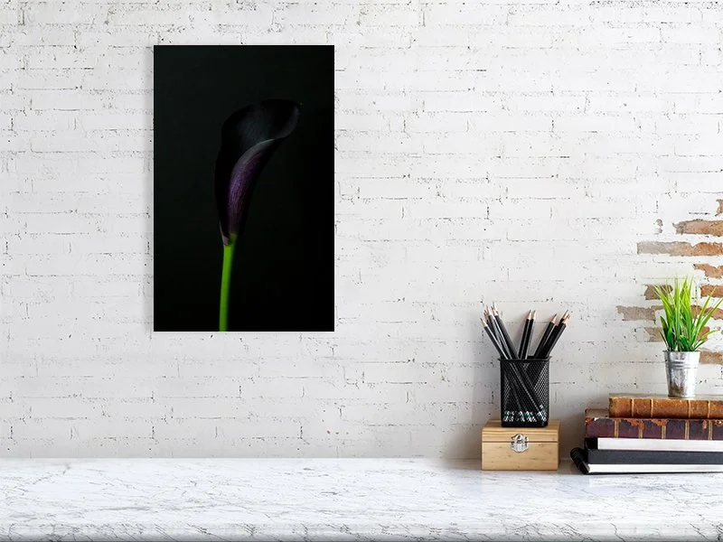 Fine art photography of close Up of a Single Deep Purple Calla Lily Flower on a Black Background for sale art prints home decor.