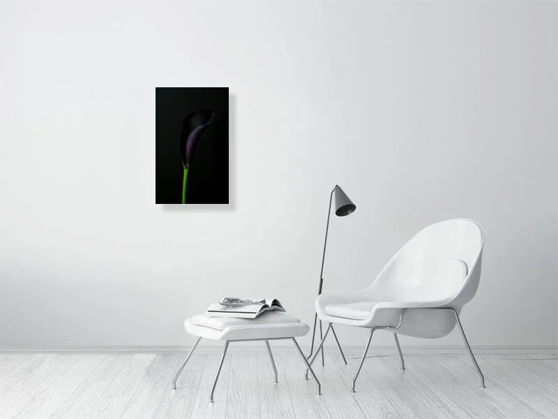 Fine art photography of close Up of a Single Deep Purple Calla Lily Flower on a Black Background for sale art prints home decor.