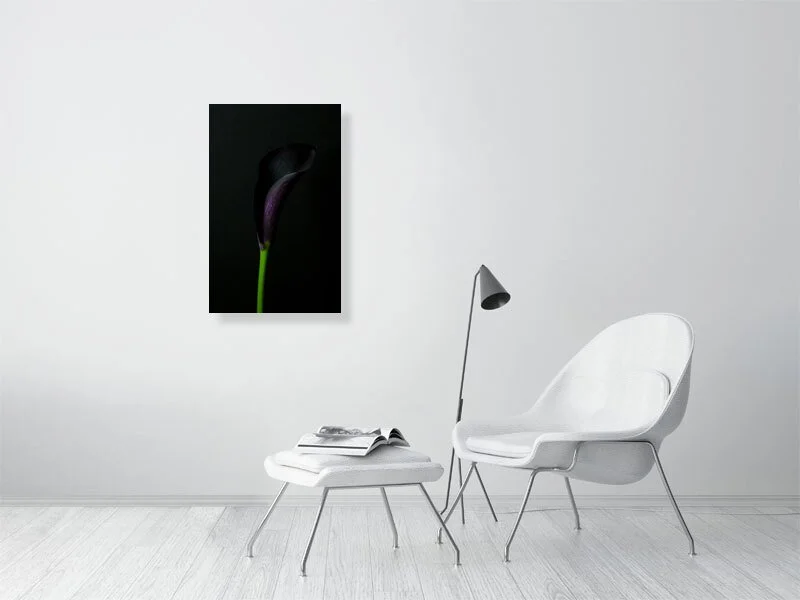 Fine art photography of close Up of a Single Deep Purple Calla Lily Flower on a Black Background for sale art prints home decor.