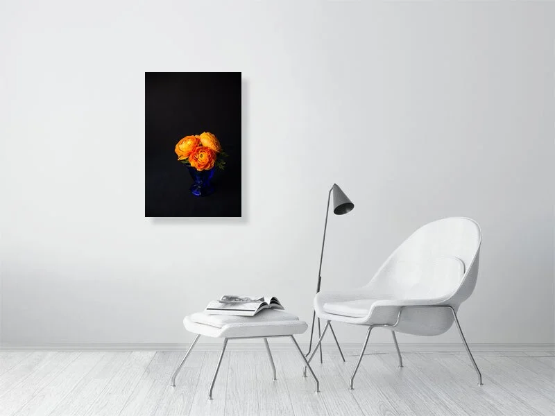 Fine art photo of Persian Buttercup Flowers in Blue Glass Vase on Black Background for sale art prints home decor gifts