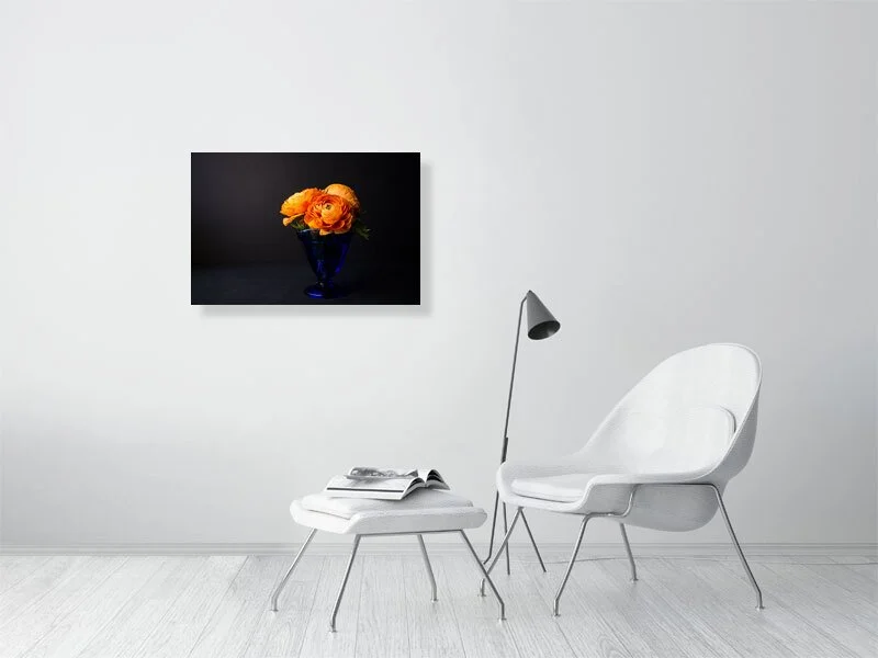 Fine art photo of Persian Buttercup Flowers in Blue Glass Vase on Black Background for sale art prints home decor gifts