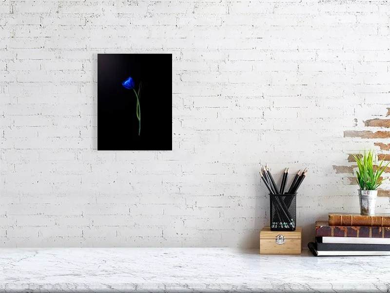 Fine art photograph of an electric blue tulip flower bulb and stem on a black background art prints for sale gifts home decor