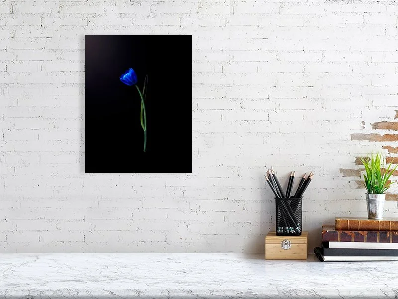 Fine art photograph of an electric blue tulip flower bulb and stem on a black background art prints for sale gifts home decor
