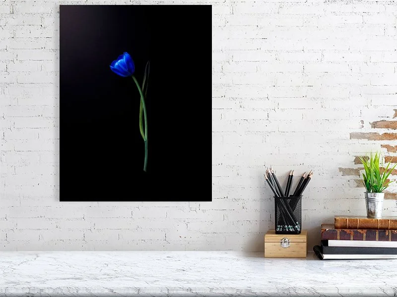 Fine art photograph of an electric blue tulip flower bulb and stem on a black background art prints for sale gifts home decor