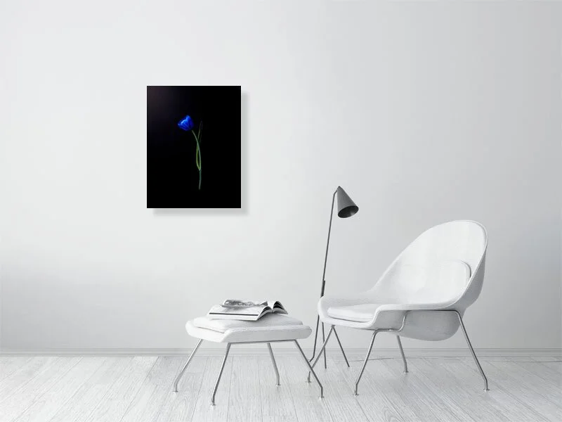 Fine art photograph of an electric blue tulip flower bulb and stem on a black background art prints for sale gifts home decor