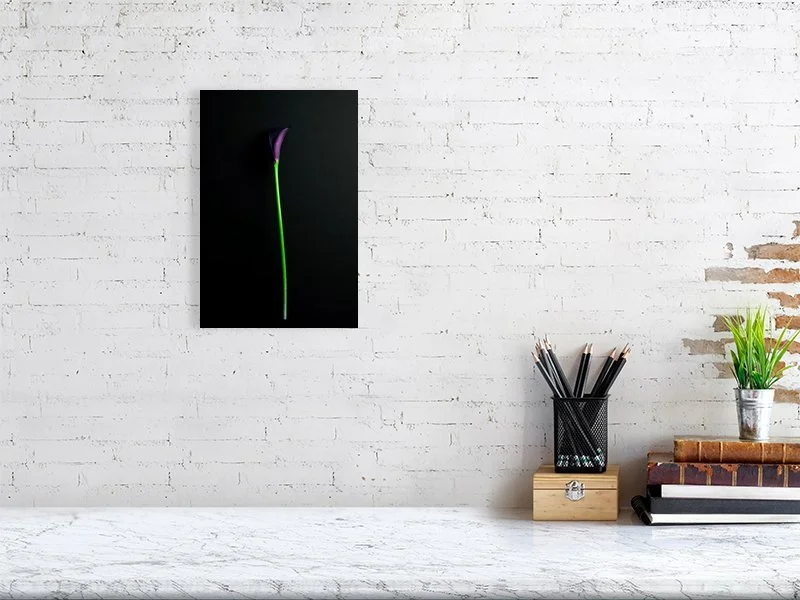 Fine art photography of a Single Deep Purple Calla Lily Flower on a Black Background for sale art prints home decor.