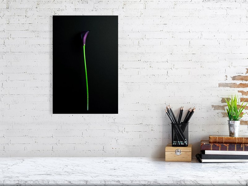 Fine art photography of a Single Deep Purple Calla Lily Flower on a Black Background for sale art prints home decor.