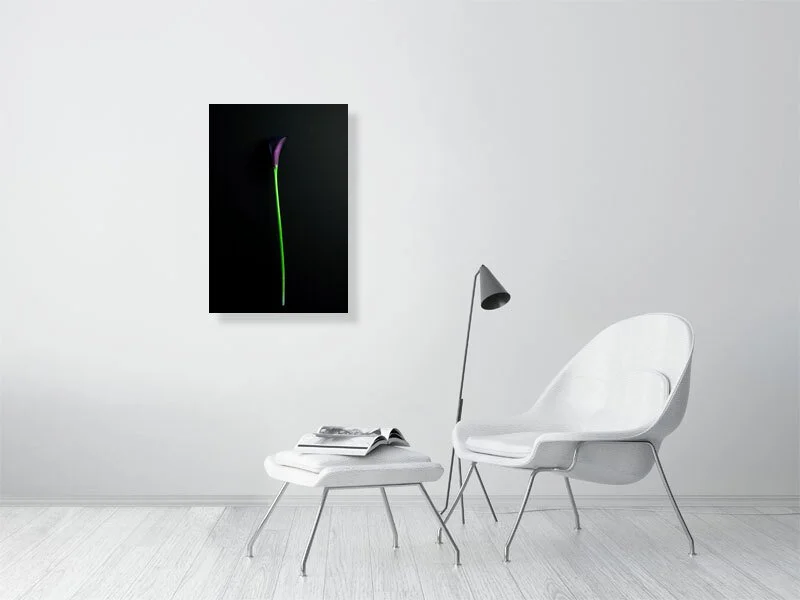 Fine art photography of a Single Deep Purple Calla Lily Flower on a Black Background for sale art prints home decor.