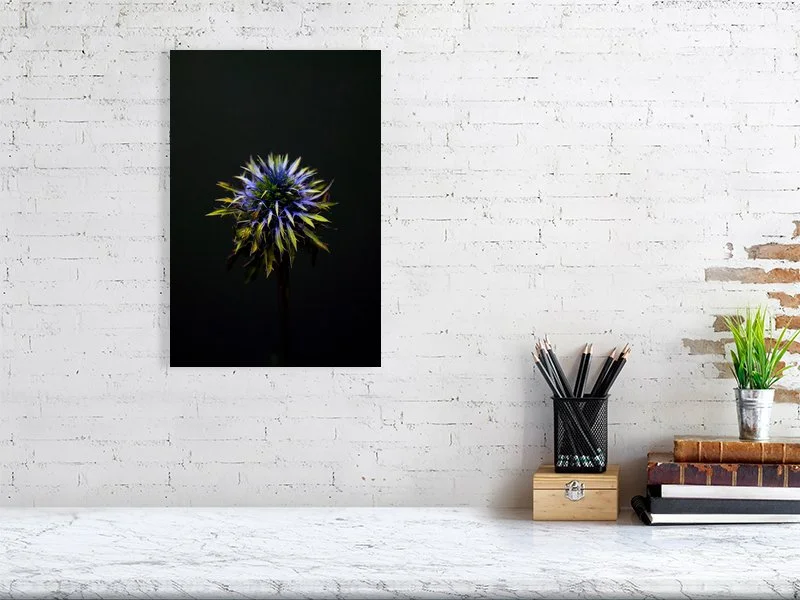 Fine art photograph of a Blue Thistle Bulb on Black Background with dramatic lighting on the spikes for sale sample home decor.
