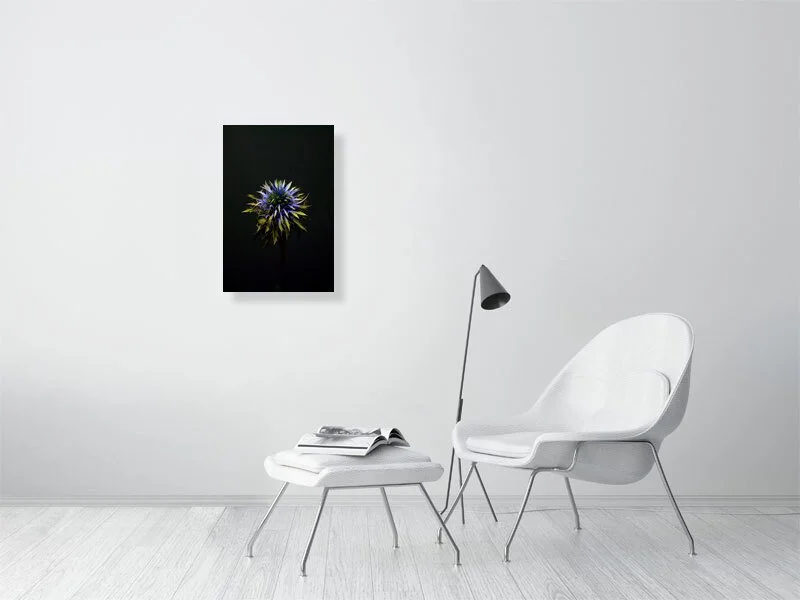Fine art photograph of a Blue Thistle Bulb on Black Background with dramatic lighting on the spikes for sale home decor.