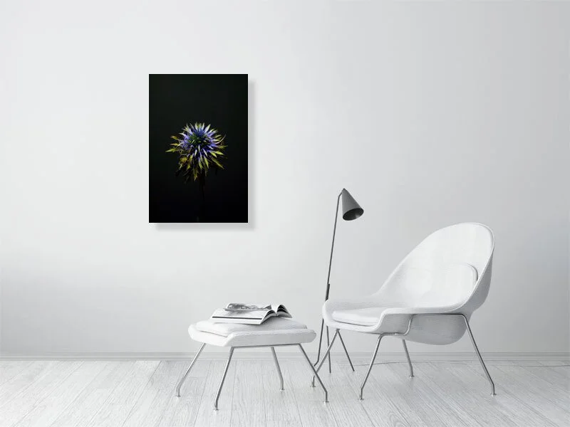 Fine art photograph of a Blue Thistle Bulb on Black Background with dramatic lighting on the spikes for sale home decor.