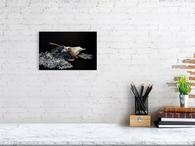 Fine art photography of a Muntjac Deer Skull on Dusty Miller Leaves with Blue Thistle Bulbs on black. For sale, art prints, home decor, gothic style, gifts.