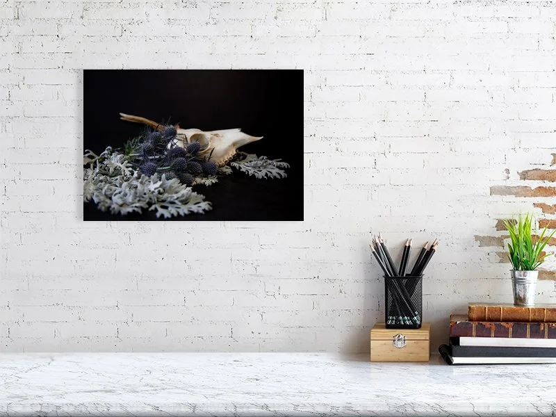 Fine art photography of a Muntjac Deer Skull on Dusty Miller Leaves with Blue Thistle Bulbs on black. For sale, art prints, home decor, gothic style, gifts.