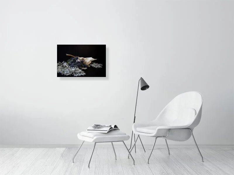 Fine art photography of a Muntjac Deer Skull on Dusty Miller Leaves with Blue Thistle Bulbs on black. For sale, art prints, home decor, gothic style, gifts.
