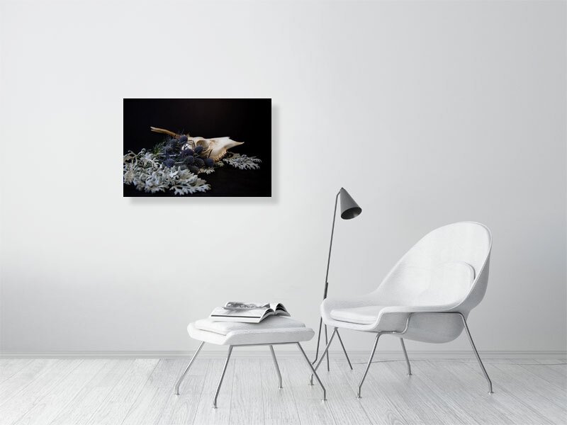 Fine art photography of a Muntjac Deer Skull on Dusty Miller Leaves with Blue Thistle Bulbs on black. For sale, art prints, home decor, gothic style, gifts.