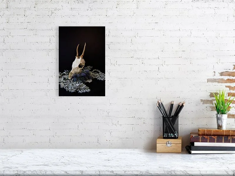 Fine art prints for sale photograph of a Muntjac Deer Skull on Dusty Miller Leaves with Blue Thistle Bulbs sample image of home decor.