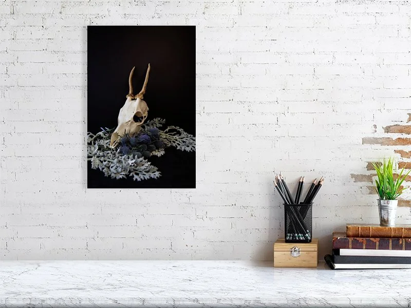 Fine art prints for sale photograph of a Muntjac Deer Skull on Dusty Miller Leaves with Blue Thistle Bulbs sample image of home decor.