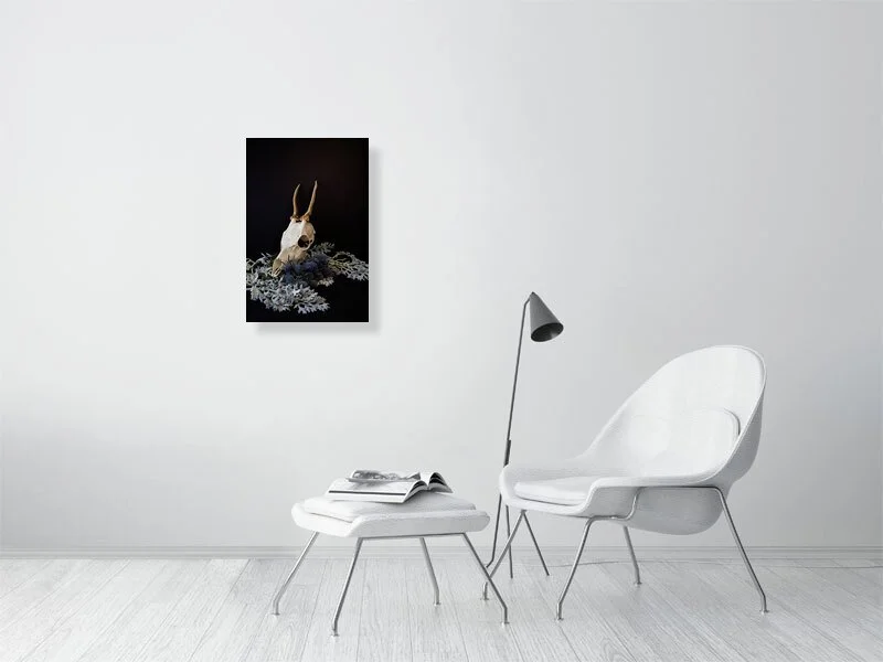 Fine art prints for sale photograph of a Muntjac Deer Skull on Dusty Miller Leaves with Blue Thistle Bulbs sample image of home decor.