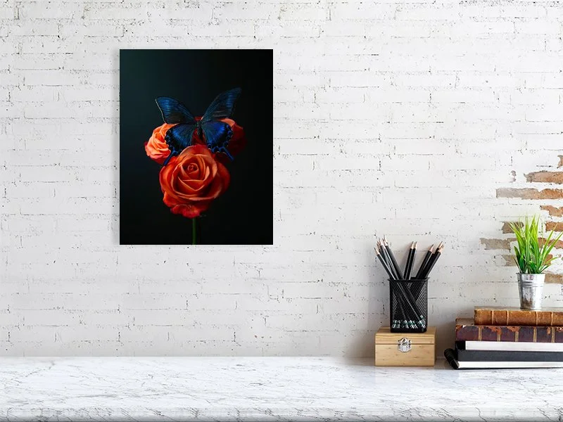 Fine art prints for sale of an iridescent blue butterfly sitting on a bunch of three orange roses sample home decor.