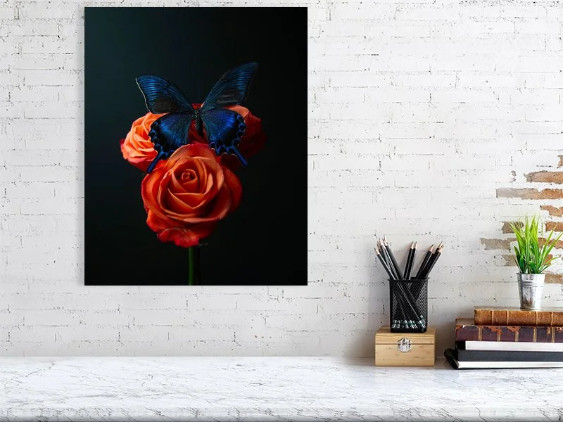 Fine art prints for sale of an iridescent blue butterfly sitting on a bunch of three orange roses sample home decor.