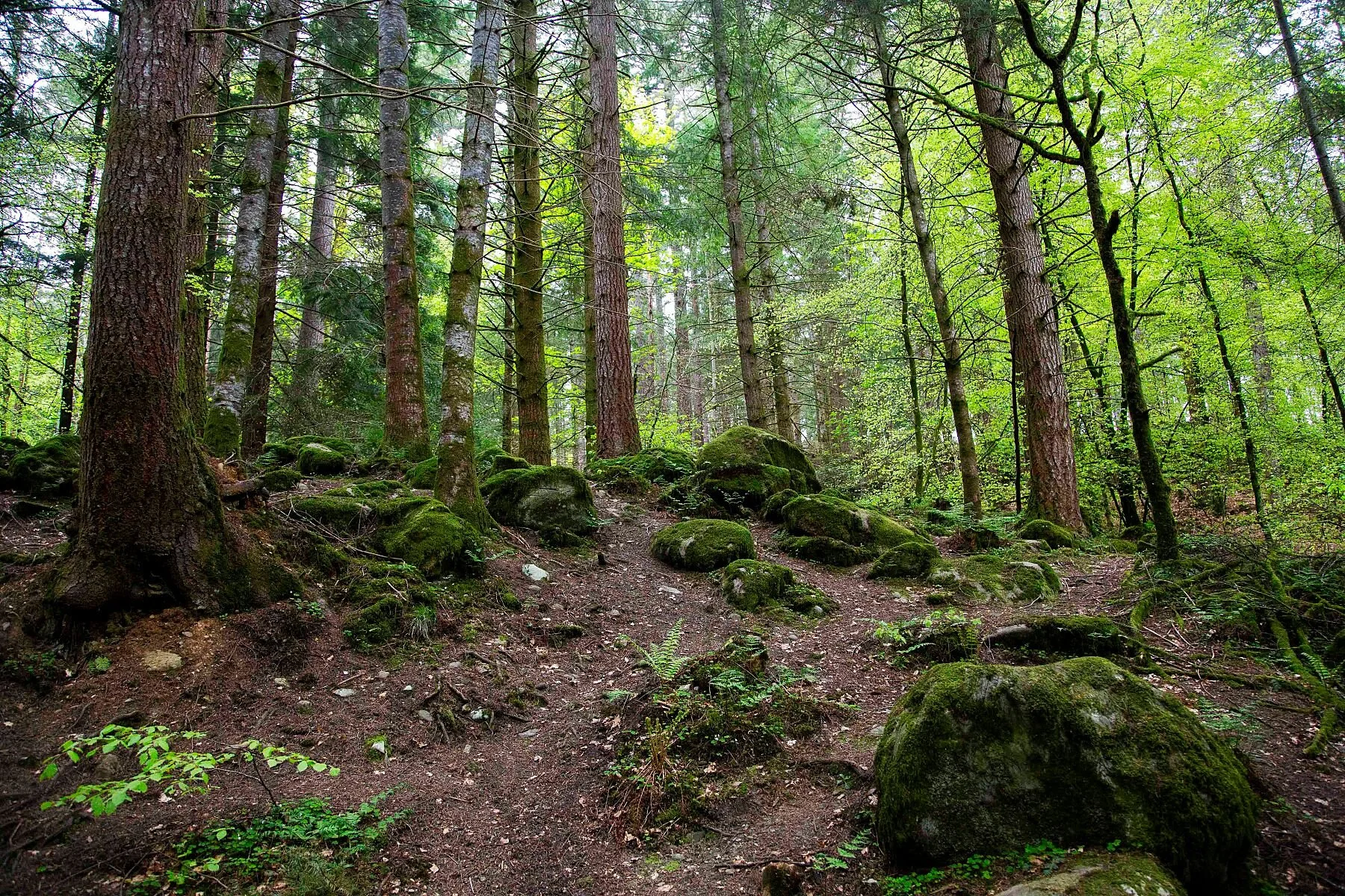 The Hermitage Nature Preserve and forest in Perthshire, Scotland.