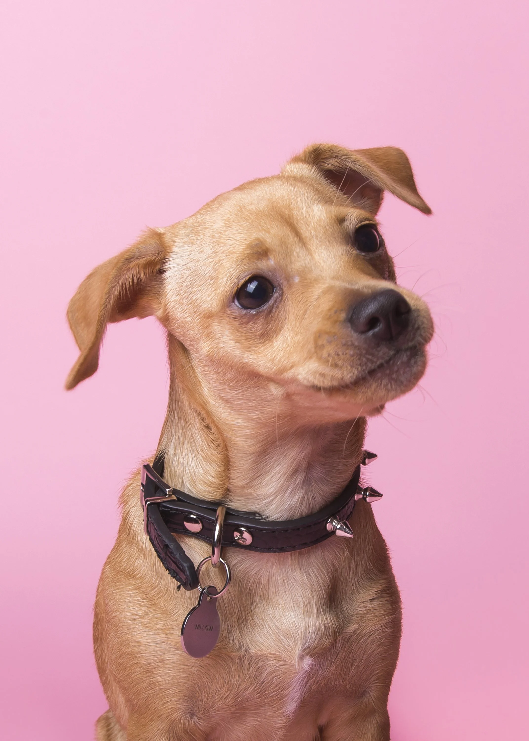Portrait of a light brown Chihuahua puppy wearing a black spiked dog collar on a pink background.