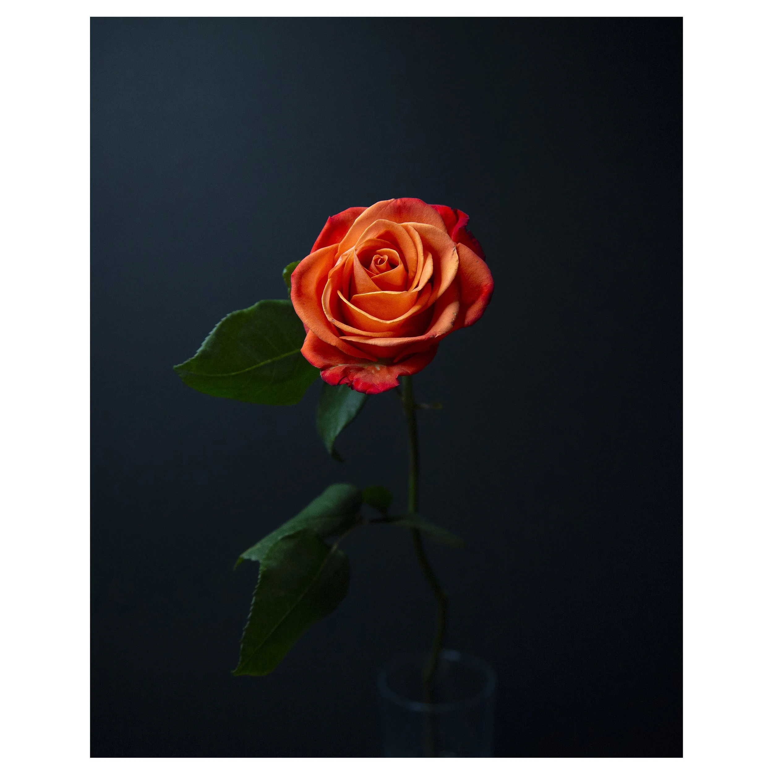 Single Orange Rose on Black