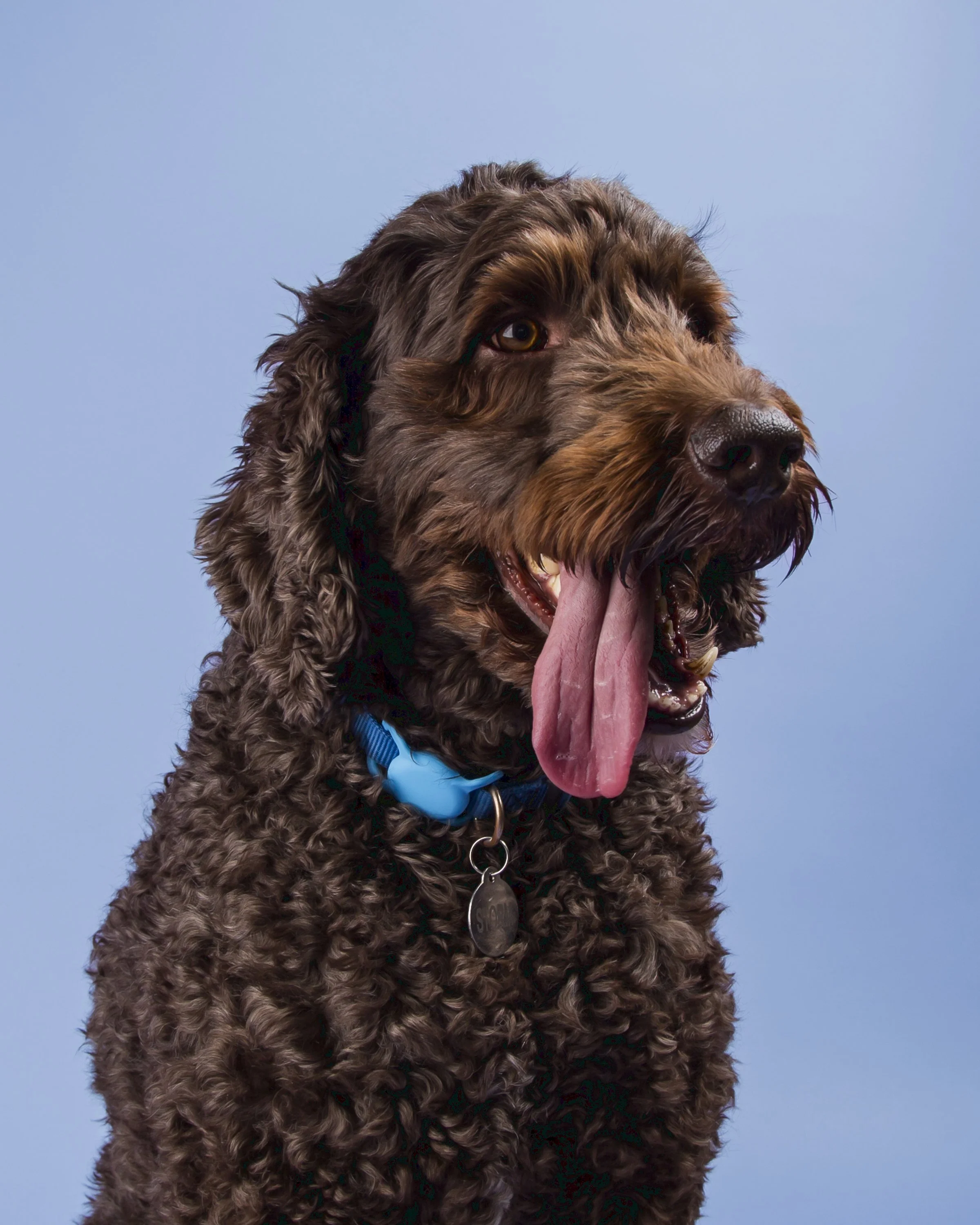 Portrait of a chocolate mixed breed Doodle dog sitting on a blue background with his tongue out.