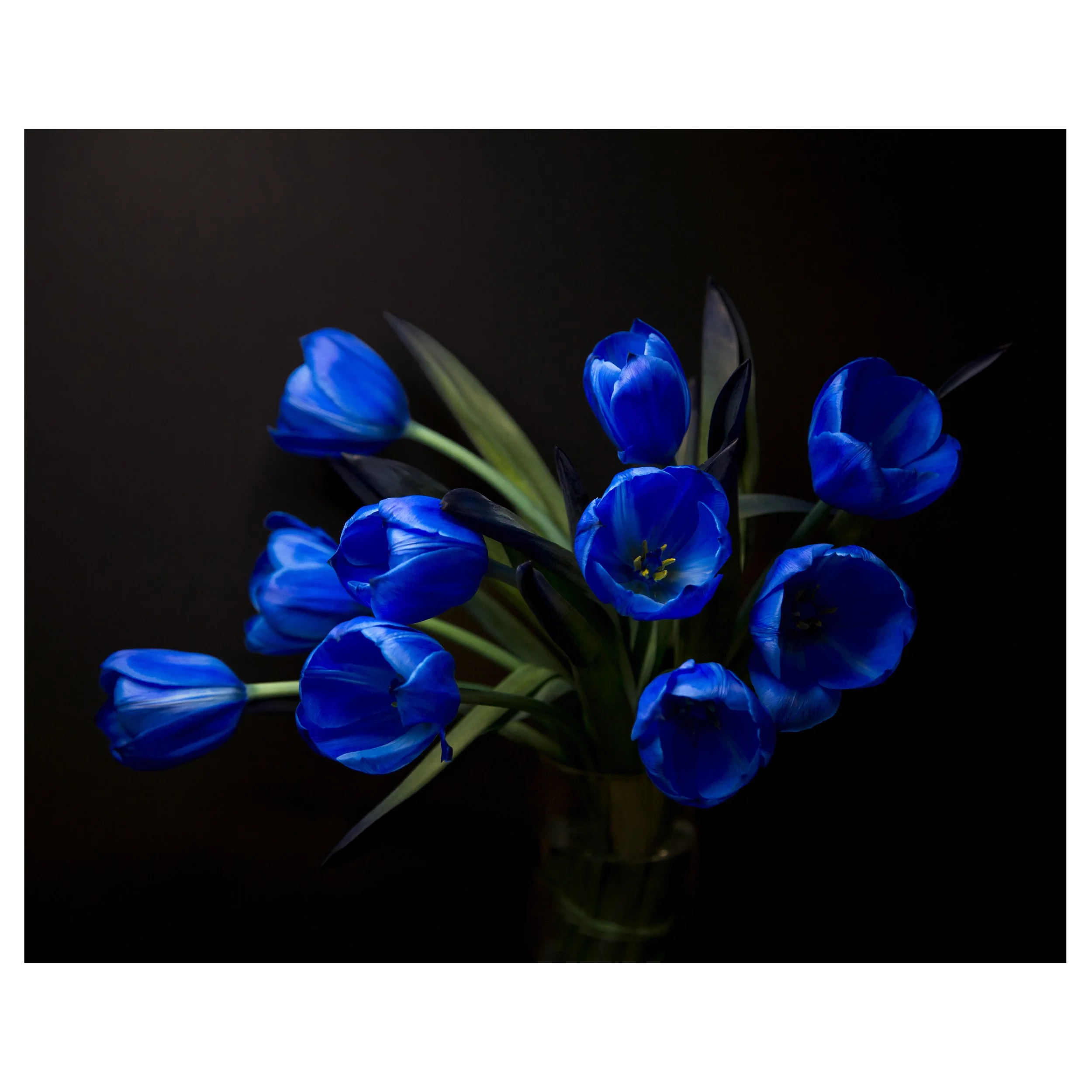 Bouquet of Electric Blue Tulips